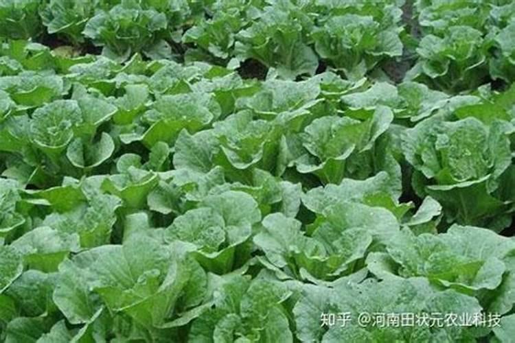 水溶性肥料市场研究报告