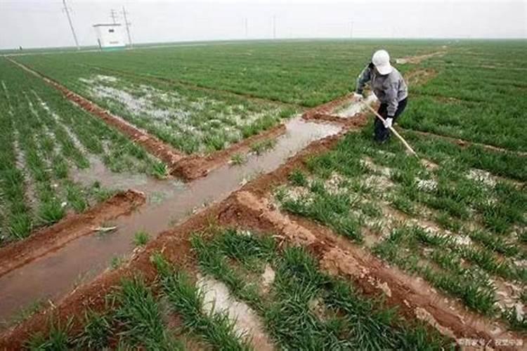 为什么花椒树不开花