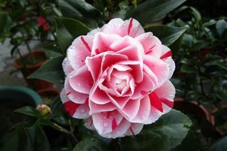 茶花秋季的养护和施肥