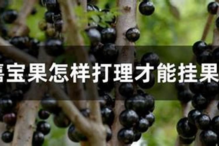 嘉宝果怎样施肥才正确