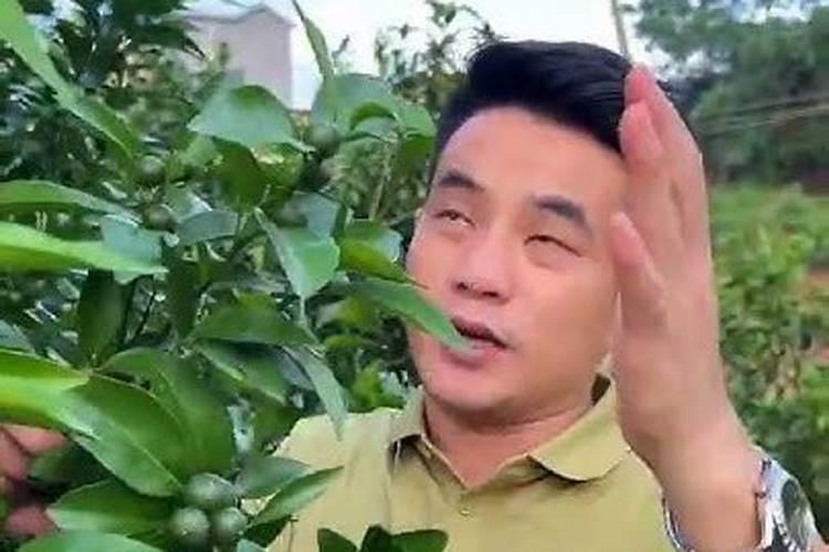 橘子施什么肥最好