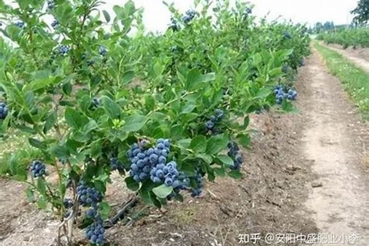 蓝莓应该施用什么样的肥料？
