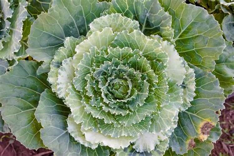 种子发芽后怎么养护