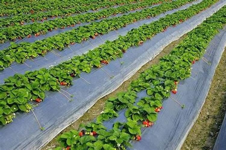 草莓种植需要注意