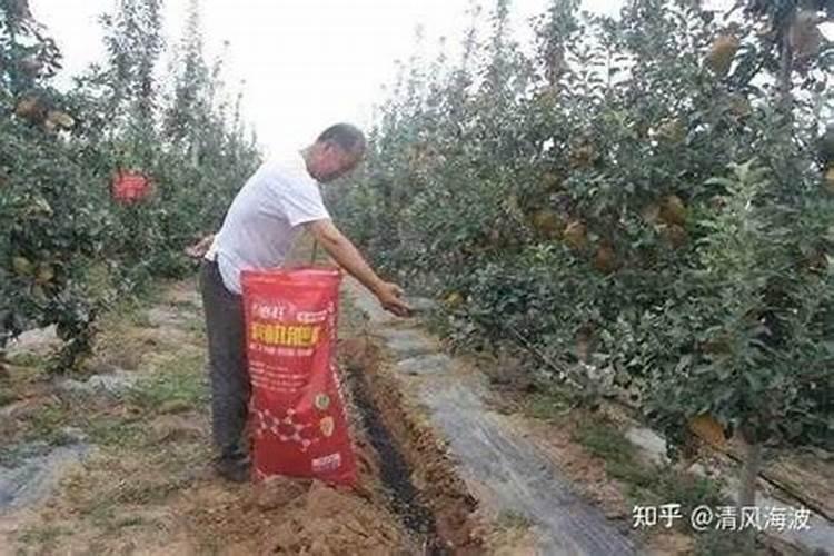 果树施什么肥最好