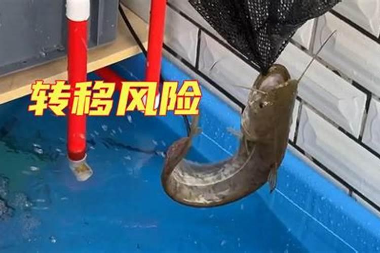 怎样运用合适方法把鱼蛋白过滤出来