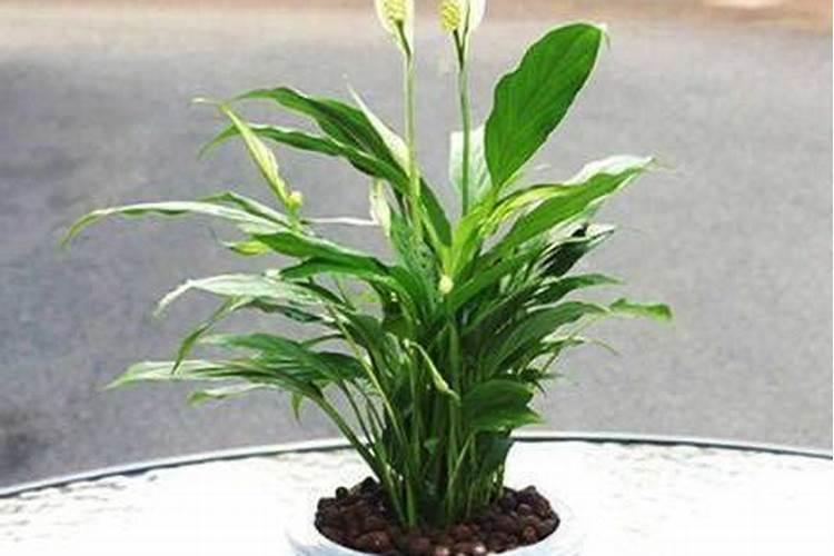 水培植物增氧与增肥的方法介绍