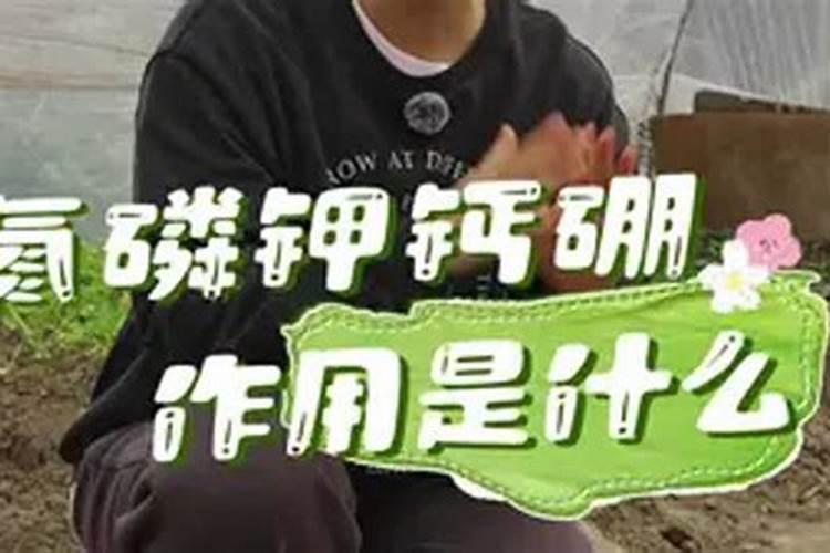 硼肥不能和什么一起用？如果使用错误会产生哪些影响？