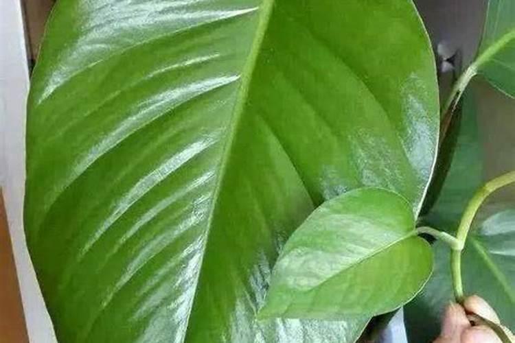 哪些化肥可以当做花肥