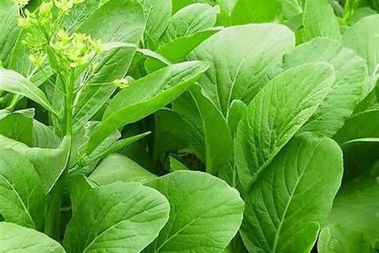 磷肥适合哪些蔬菜