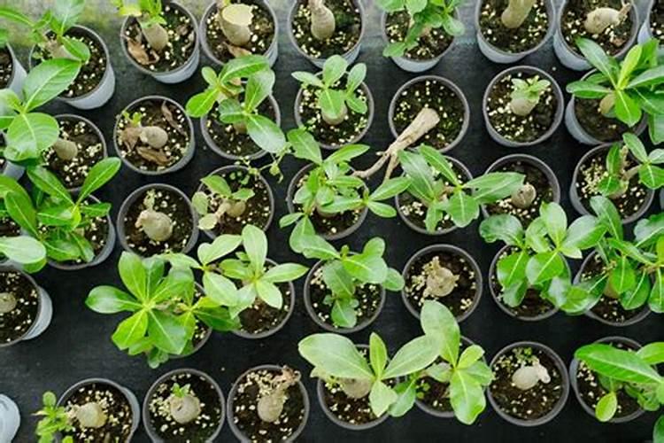 长寿花施肥时间和方法