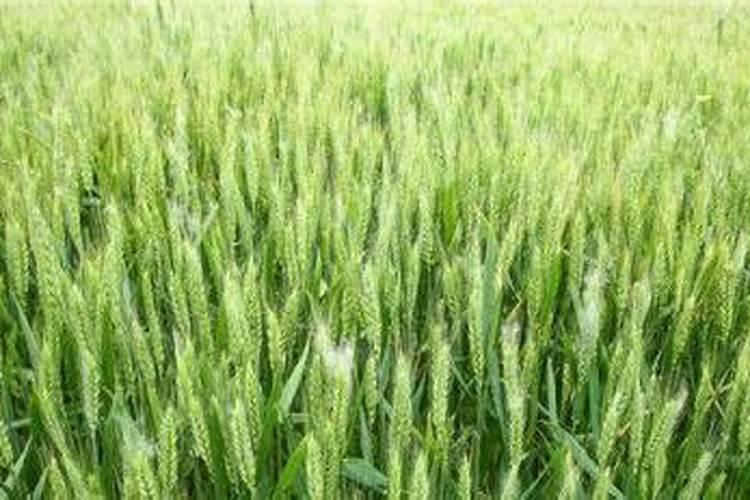 氮肥适合哪些植物与花