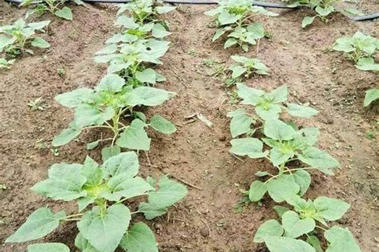 液体矿源缓释氮肥使用方法和用量