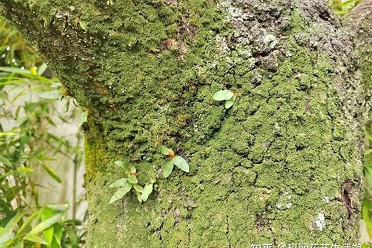 青台用什么办法除去