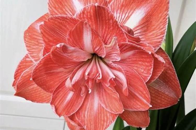 朱顶红施什么肥最好