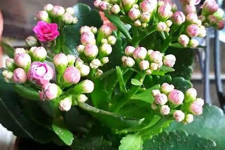 磷酸二氢钾怎么给长寿花施肥