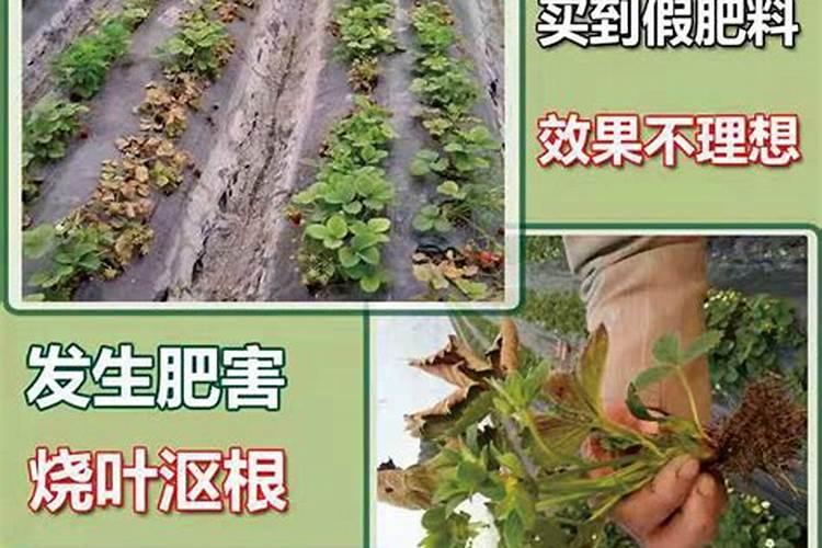 长寿花用什么肥料长得好