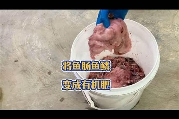 长寿花夏天怎么养施什么肥