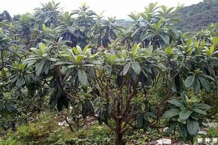 如何让枇杷开花整齐？