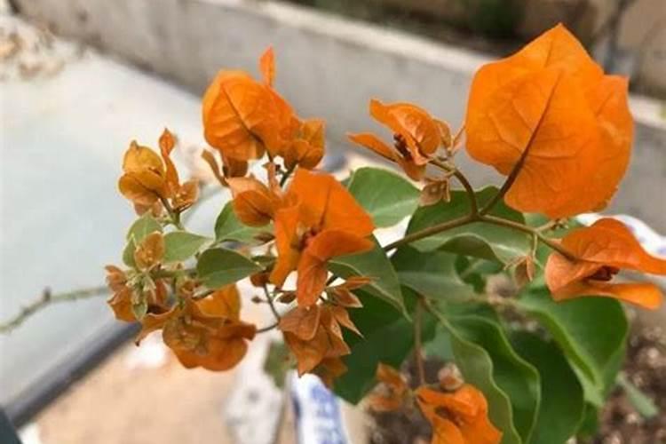 三角梅使用什么肥料爆长新根