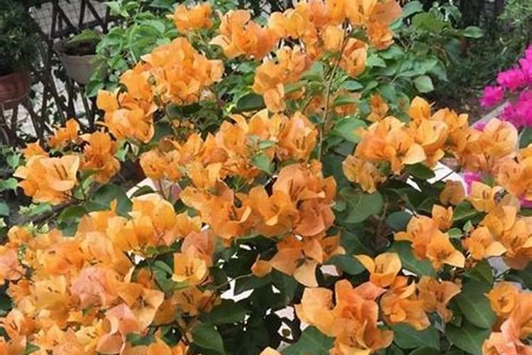 三角梅怎么施肥,三角梅施什么肥好？