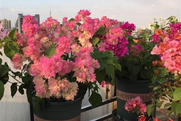 如何让三角梅快速生根想要使三角梅生根快应该怎么做呢？