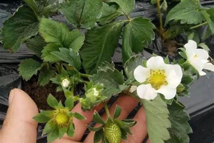 胡萝卜如何施肥最科学 选择什么肥料好