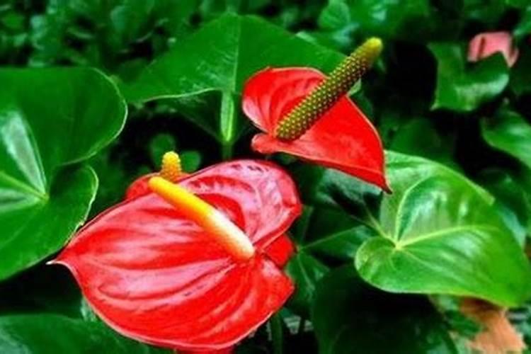 红掌啥老不开花 红掌花怎样养才能快速爆盆