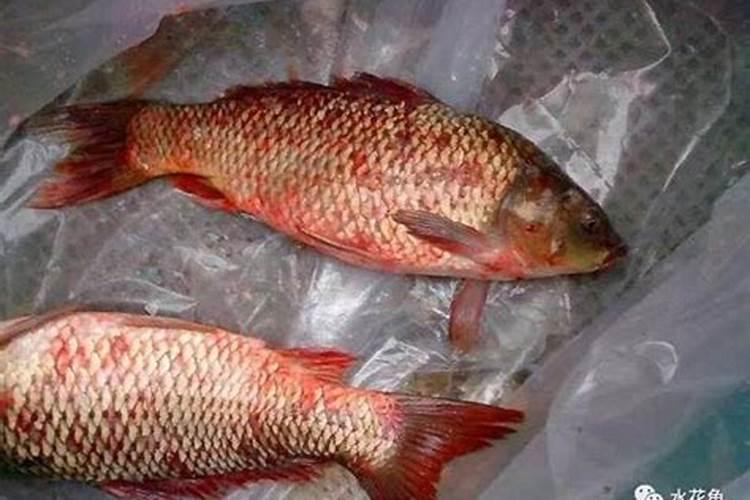 鱼塘肥水用磷肥和二氢钾可不可以