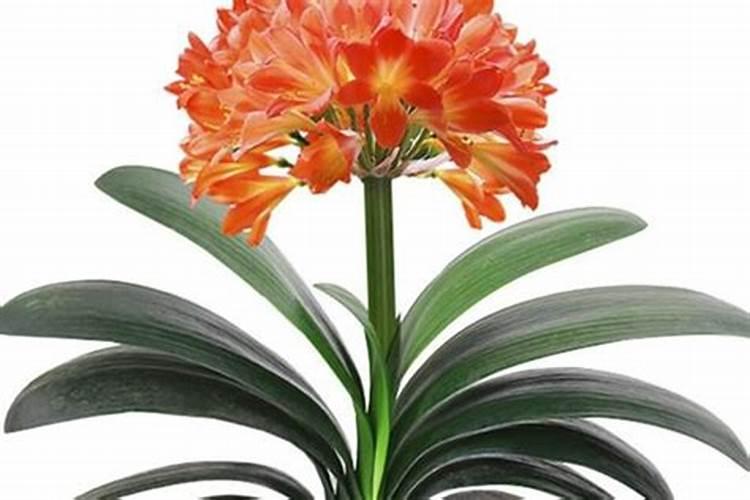 君子兰用什么肥料好