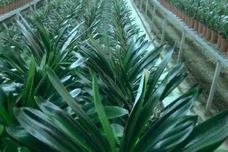 很想救活这盆君子兰？