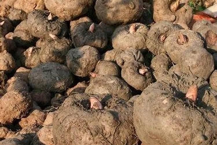 种植魔芋增产施肥用什么肥料？增产叶面肥怎么用更高效