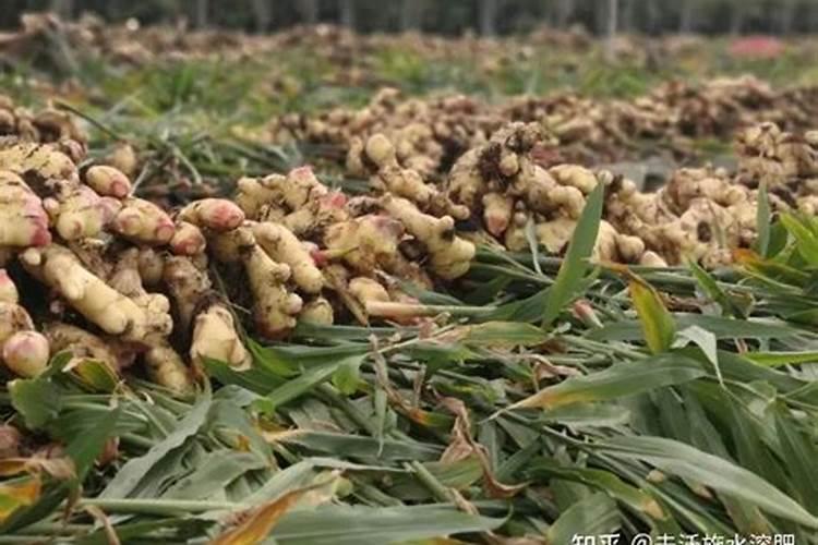 避免大姜蹿苗子及管理措施