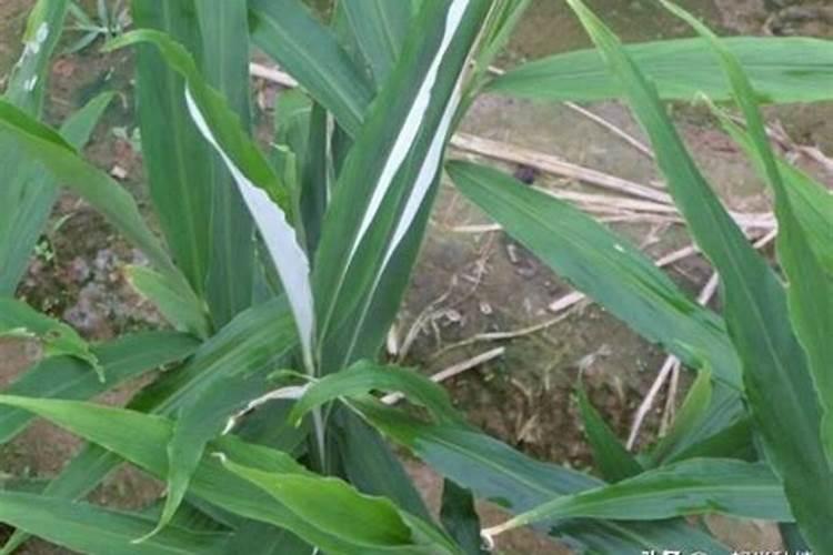 大姜冲施肥用哪些？