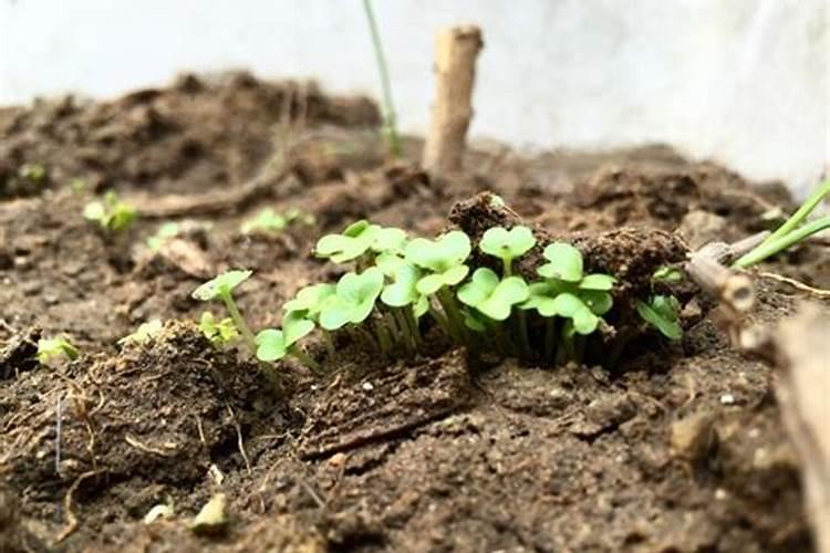 青菜种子怎么种植方法