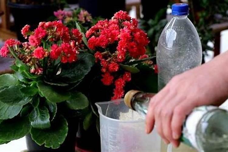 开花植物施什么肥