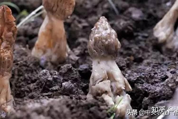 菌肥的正确使用方法