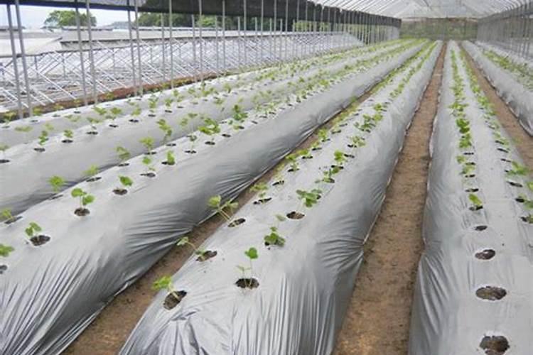 菌肥施肥有什么技巧