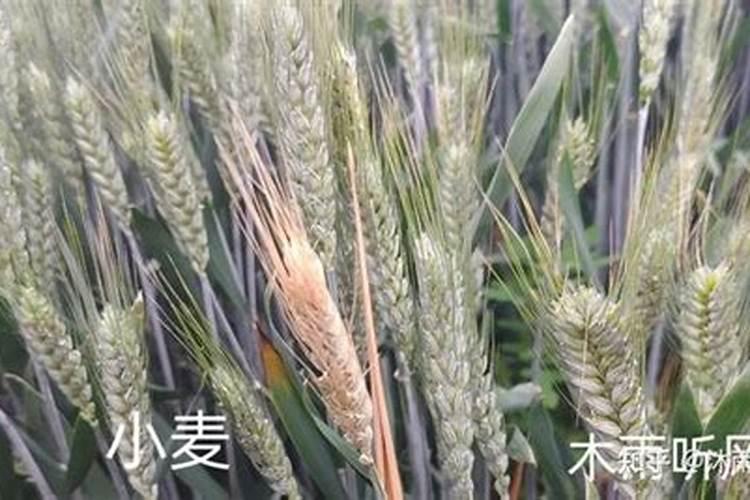 芸苔素内酯在小麦生长期用几次？看完这篇文章你就一目了然了!