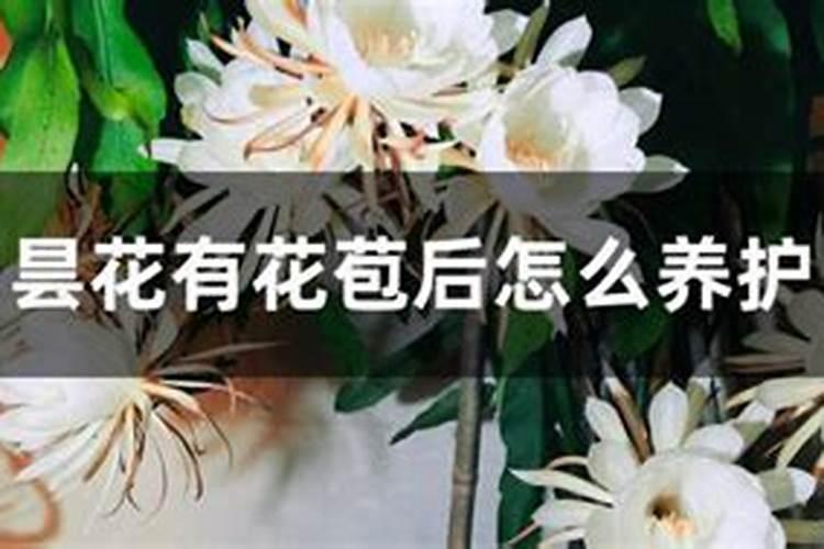 昙花有花苞了用什么肥料最好