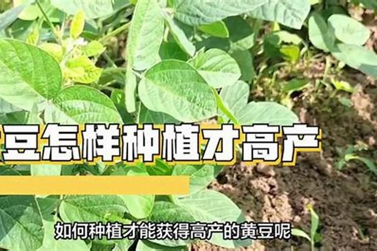 种植黄豆为什么底肥不能施得太多了,难道黄豆喜欢贫瘠之地？