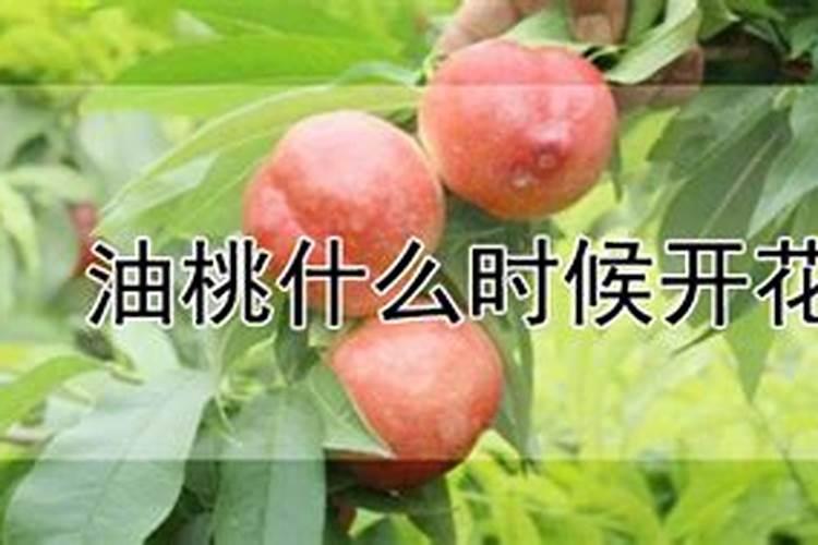 大棚油桃花前花后管理