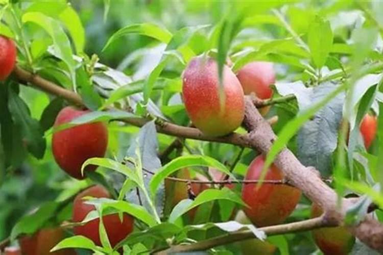 大棚油桃开花后施啥肥