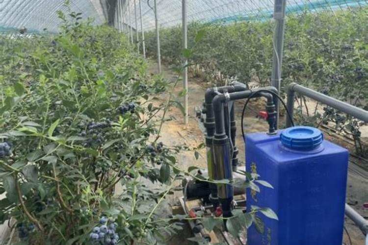 水溶肥的正确使用方法