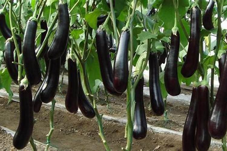 茄子冲什么肥长的快