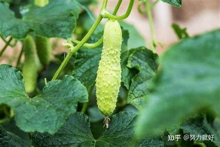 尿素肥料的作用