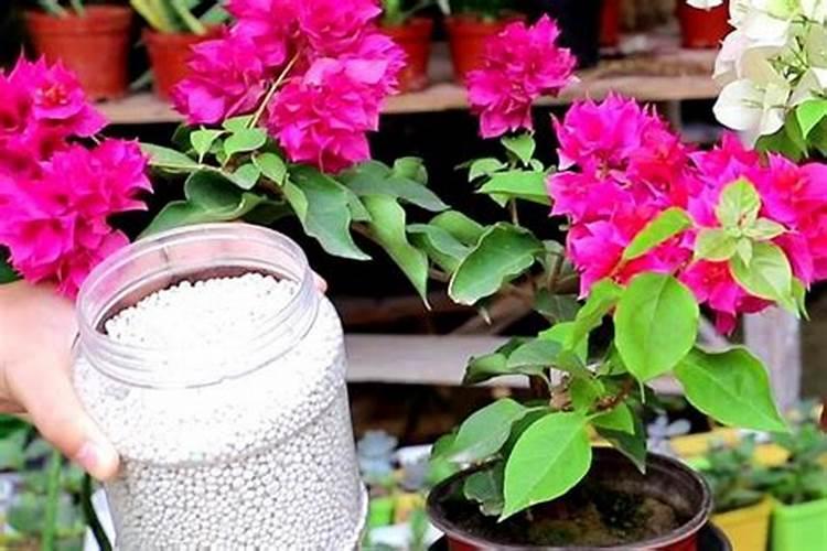 三角梅怎样浇水和施肥？