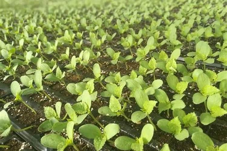 甜瓜打什么叶面肥最好？甜瓜施肥时间及方法？