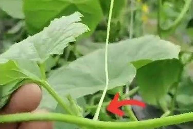 甜瓜打叶面肥的时期和叶面肥的选择有什么要点？