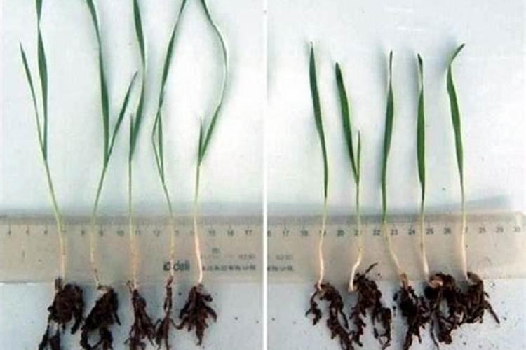 芸苔素内酯可以滴灌冲施吗一亩地冲是多少？